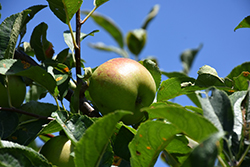 Prima Apple (Malus 'Prima') at A Very Successful Garden Center
