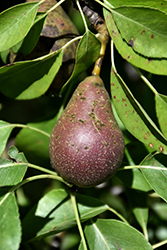 Seckel Pear (Pyrus communis 'Seckel') at A Very Successful Garden Center