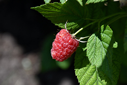 Estate Raspberry (Rubus 'Estate') at A Very Successful Garden Center