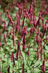 Fire Tail Fleeceflower (Persicaria amplexicaulis 'Fire Tail') at Stonegate Gardens
