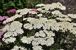 New Vintage White Yarrow (Achillea millefolium 'Balvinwite') at A Very Successful Garden Center