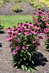 Butterfly Purple Emperor Coneflower (Echinacea 'Purple Emperor') at Stonegate Gardens