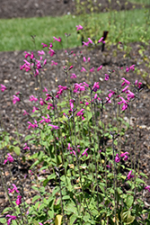 La Trinidad Pink Sage (Salvia microphylla 'La Trinidad Pink') at A Very Successful Garden Center