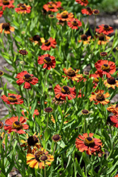 Red Army Sneezeweed (Helenium 'Red Army') at A Very Successful Garden Center