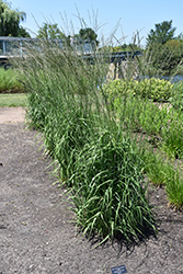 Cordoba Moor Grass (Molinia caerulea 'Cordoba') at Stonegate Gardens