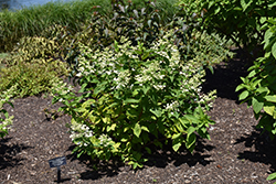 Passionate Hydrangea (Hydrangea paniculata 'Paszam') at A Very Successful Garden Center