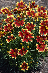Honeybunch Red and Gold Tickseed (Coreopsis 'TNCORHRG') at Lakeshore Garden Centres