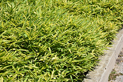 Chrysophyllus Bamboo (Pleioblastus viridistriatus 'var. chrysophyllus') at A Very Successful Garden Center