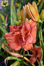 Double Moses Fire Daylily (Hemerocallis 'Double Moses Fire') at Lakeshore Garden Centres