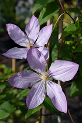 Mrs. Spencer Castle Clematis (Clematis 'Mrs. Spencer Castle') at Lakeshore Garden Centres