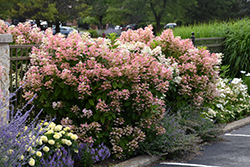 Quick Fire Hydrangea (Hydrangea paniculata 'Bulk') at A Very Successful Garden Center