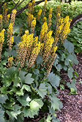 The Rocket Rayflower (Ligularia 'The Rocket') at The Mustard Seed