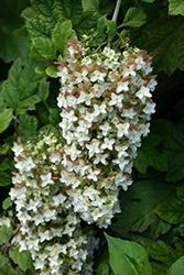 Snowflake Hydrangea (Hydrangea quercifolia 'Snowflake') at A Very Successful Garden Center