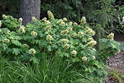 Alice Hydrangea (Hydrangea quercifolia 'Alice') at A Very Successful Garden Center