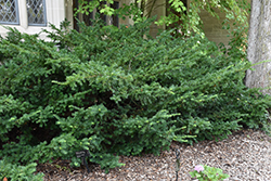 Ward's Yew (Taxus x media 'Wardii') at A Very Successful Garden Center