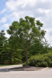 Prairie Titan Kentucky Coffeetree (Gymnocladus dioicus 'Prairie Titan') at Stonegate Gardens