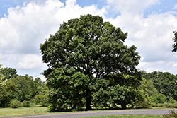 Swamp White Oak (Quercus bicolor) at The Mustard Seed