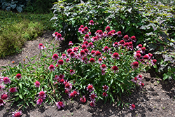 Double Scoop Bubble Gum Coneflower (Echinacea 'Balscblum') at A Very Successful Garden Center