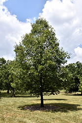 Black Oak (Quercus velutina) at A Very Successful Garden Center