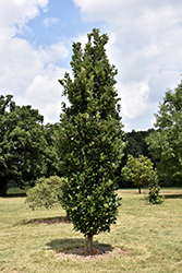 Regal Prince English Oak (Quercus 'Regal Prince') at Stonegate Gardens