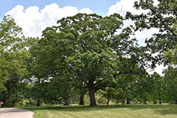 White Oak (Quercus alba) at A Very Successful Garden Center
