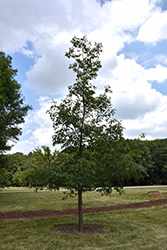 Chestnut Oak (Quercus montana) at A Very Successful Garden Center