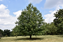 Black Oak (Quercus velutina) at A Very Successful Garden Center