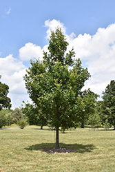 Heritage English Oak (Quercus x macdanielii 'Clemons') at Lakeshore Garden Centres