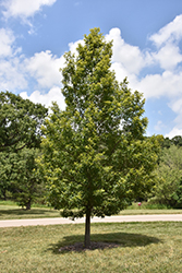 Sawtooth Oak (Quercus acutissima) at A Very Successful Garden Center