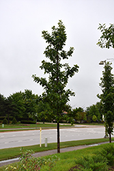 Urban Pinnacle Bur Oak (Quercus macrocarpa 'JFS-KW3') at A Very Successful Garden Center