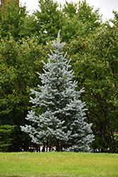 Koster's Blue Spruce (Picea pungens 'Kosteri') at A Very Successful Garden Center