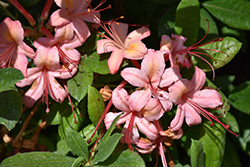 Framingham Azalea (Rhododendron 'Framingham') at A Very Successful Garden Center
