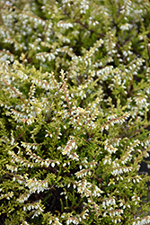 Kinlochruel Heather (Calluna vulgaris 'Kinlochruel') at Lakeshore Garden Centres