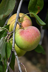 Zestar Apple (Malus 'Zestar') at A Very Successful Garden Center