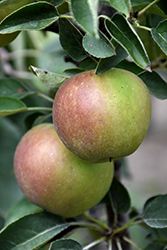 Urban Apple Blushing Delight Columnar Apple (Malus 'UEB 3727-4') at A Very Successful Garden Center