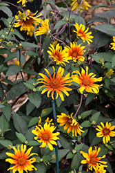 Burning Hearts False Sunflower (Heliopsis helianthoides 'Burning Hearts') at Lakeshore Garden Centres