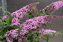 Pink Delight Butterfly Bush (Buddleia davidii 'Pink Delight') at A Very Successful Garden Center