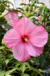 Fleming Little Prince Hibiscus (Hibiscus 'Fleming Little Prince') at Stonegate Gardens