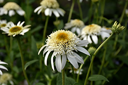 Cone-fections White Double Delight Coneflower (Echinacea 'White Double Delight') at A Very Successful Garden Center