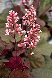 Pink Pearls Coral Bells (Heuchera 'Pink Pearls') at A Very Successful Garden Center