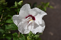 Bali Rose of Sharon (Hibiscus syriacus 'Minfren') at A Very Successful Garden Center