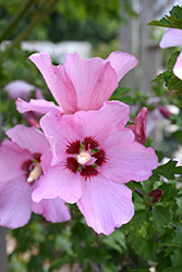 Rose Satin Rose of Sharon (Hibiscus syriacus 'Minrosa') at A Very Successful Garden Center