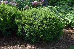 Margarita Yew (Taxus x media 'Geers') at A Very Successful Garden Center