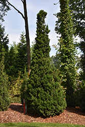 Viridis Yew (Taxus x media 'Viridis') at A Very Successful Garden Center