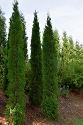 Thin Man Arborvitae (Thuja occidentalis 'SMTOTM') at A Very Successful Garden Center