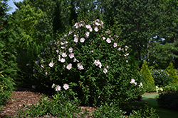 Pink Chiffon Rose of Sharon (Hibiscus syriacus 'JWNWOOD4') at A Very Successful Garden Center