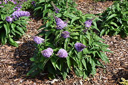 Pugster Lavender Butterfly Bush (Buddleia 'Pugster Lavender') at A Very Successful Garden Center
