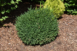 North Star Boxwood (Buxus sempervirens 'Katerberg') at A Very Successful Garden Center