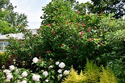 Aphrodite Sweetshrub (Calycanthus 'Aphrodite') at A Very Successful Garden Center