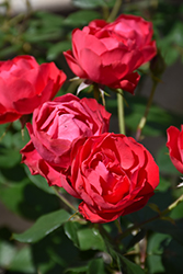Oso Easy Double Red Rose (Rosa 'Meipeporia') at A Very Successful Garden Center